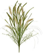 wheat grass spray