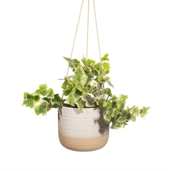 Hanging planter 2